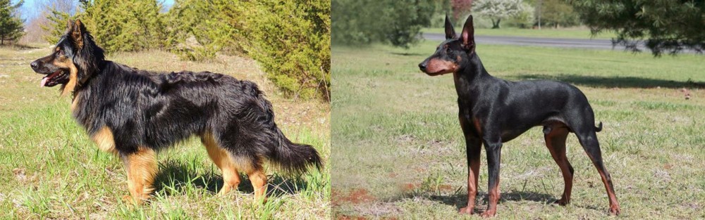Manchester Terrier vs Bohemian Shepherd - Breed Comparison