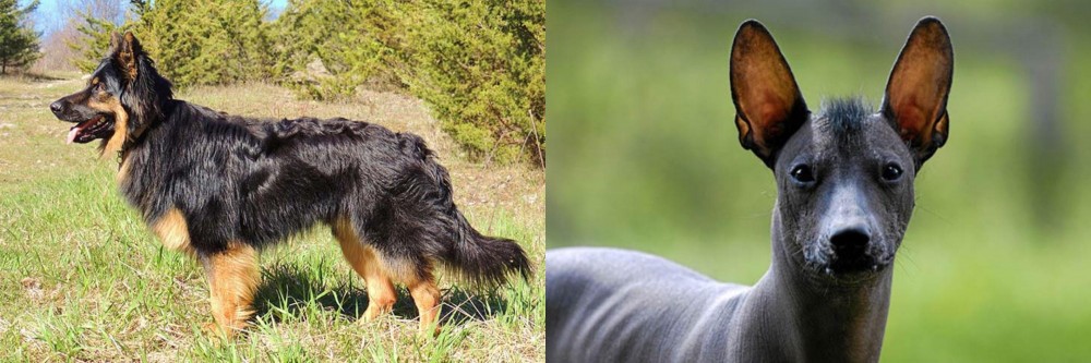 Mexican Hairless vs Bohemian Shepherd - Breed Comparison