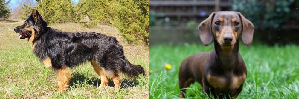 Miniature Dachshund vs Bohemian Shepherd - Breed Comparison