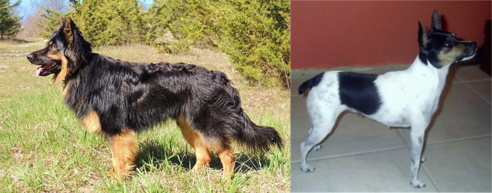Miniature Fox Terrier vs Bohemian Shepherd - Breed Comparison