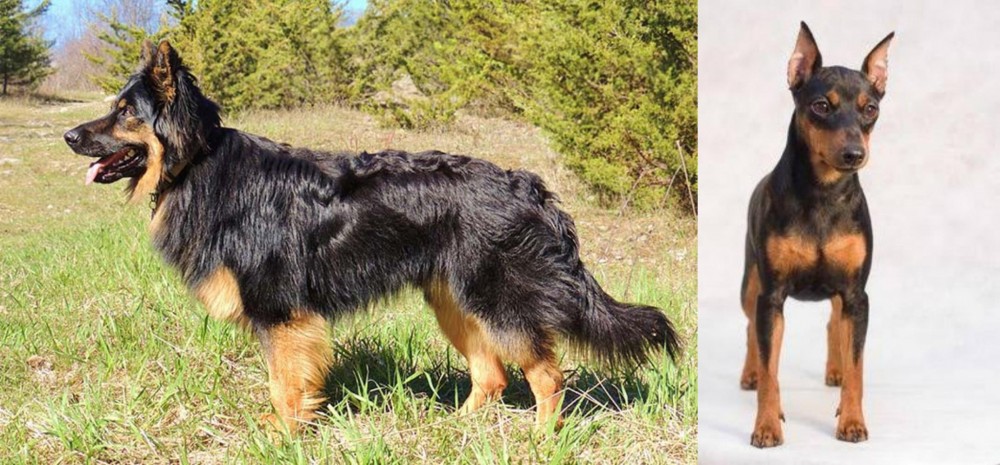 Miniature Pinscher vs Bohemian Shepherd - Breed Comparison