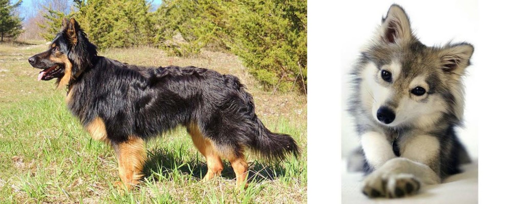 Miniature Siberian Husky vs Bohemian Shepherd - Breed Comparison