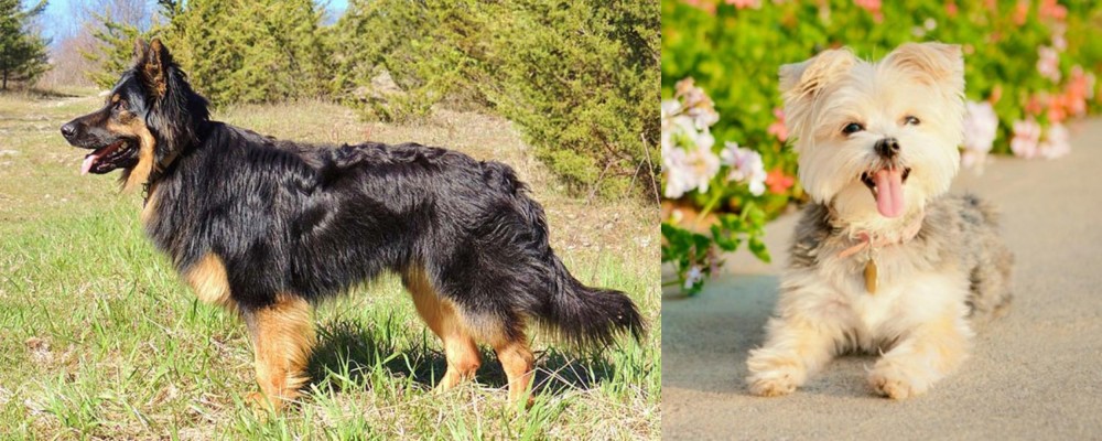 Morkie vs Bohemian Shepherd - Breed Comparison