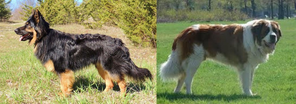 Moscow Watchdog vs Bohemian Shepherd - Breed Comparison