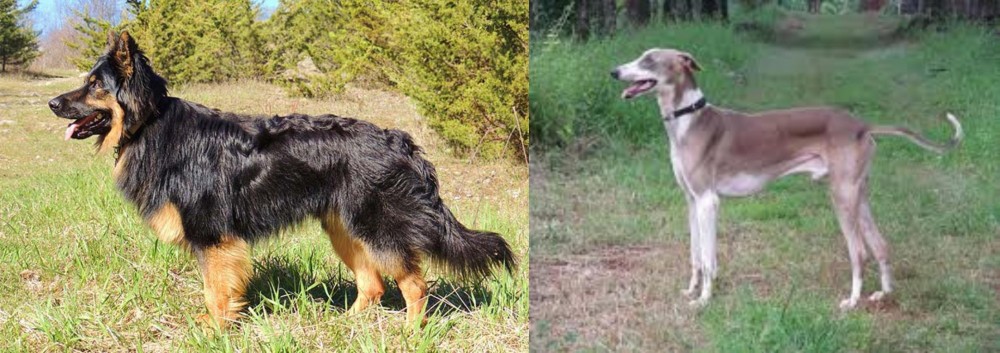 Mudhol Hound vs Bohemian Shepherd - Breed Comparison
