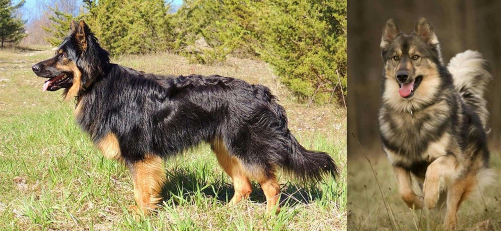 Native American Indian Dog vs Bohemian Shepherd - Breed Comparison