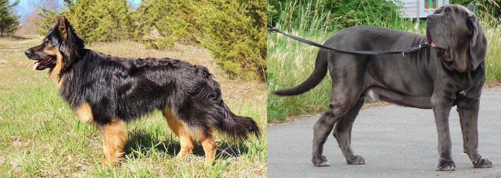 Neapolitan Mastiff vs Bohemian Shepherd - Breed Comparison