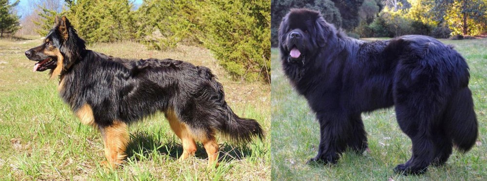 Newfoundland Dog vs Bohemian Shepherd - Breed Comparison