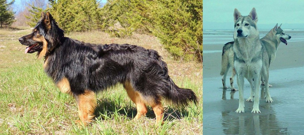 Northern Inuit Dog vs Bohemian Shepherd - Breed Comparison