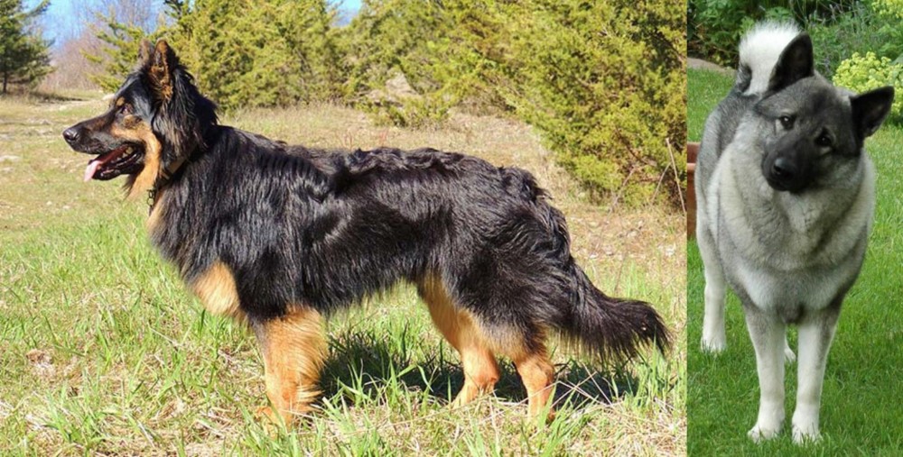 Norwegian Elkhound vs Bohemian Shepherd - Breed Comparison