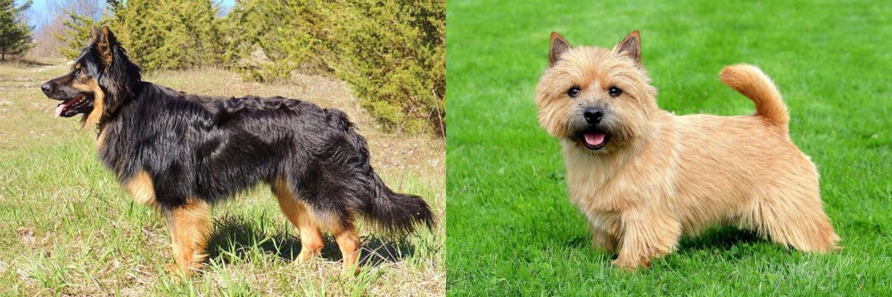Norwich Terrier vs Bohemian Shepherd - Breed Comparison