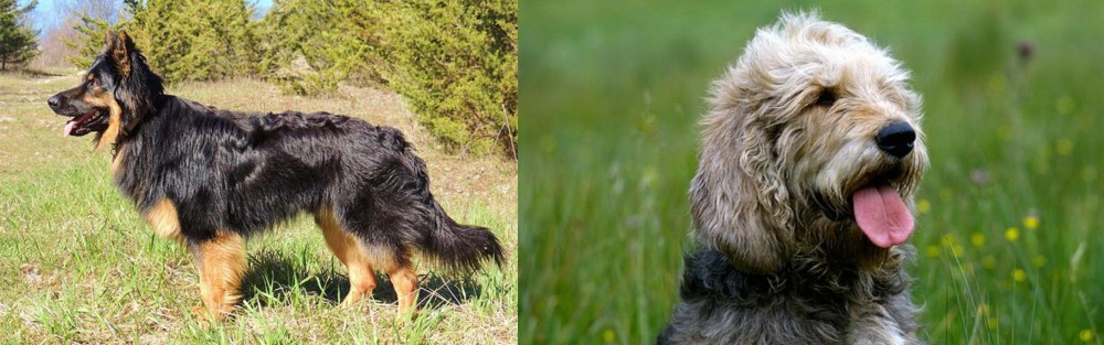 Otterhound vs Bohemian Shepherd - Breed Comparison