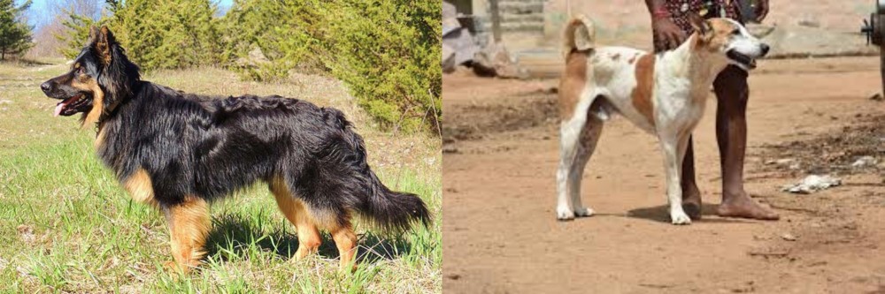 Pandikona vs Bohemian Shepherd - Breed Comparison