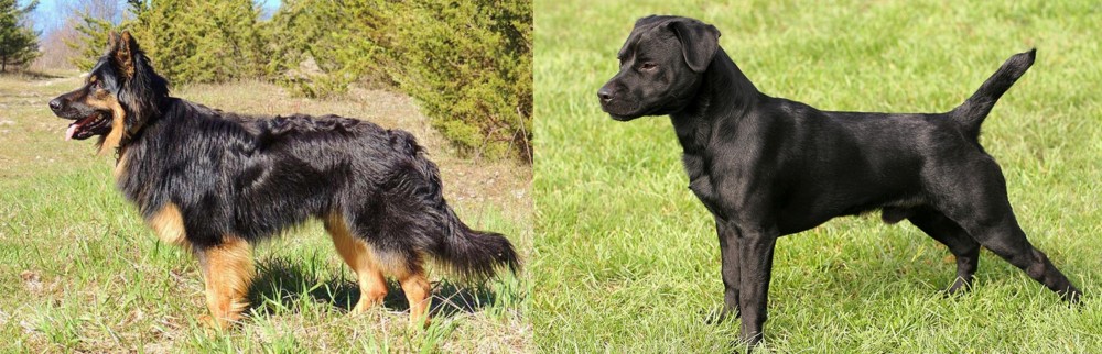 Patterdale Terrier vs Bohemian Shepherd - Breed Comparison