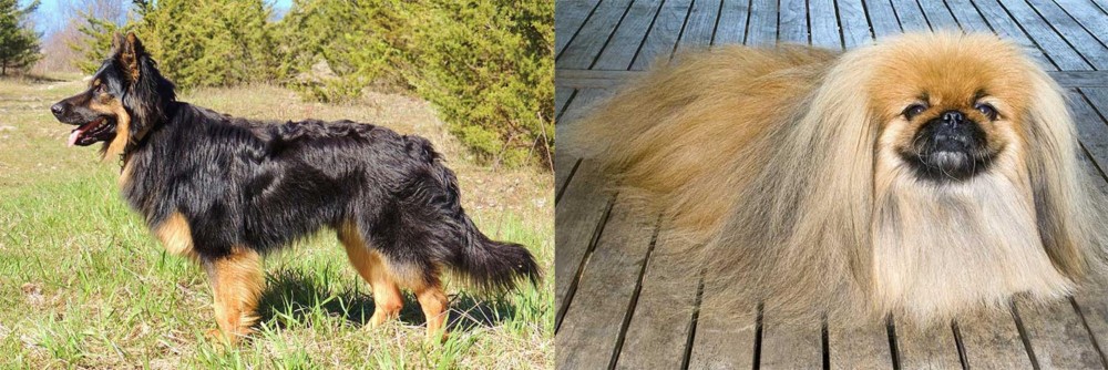 Pekingese vs Bohemian Shepherd - Breed Comparison