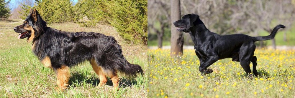 Perro de Pastor Mallorquin vs Bohemian Shepherd - Breed Comparison