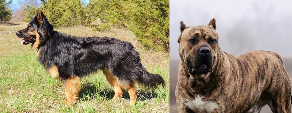 Perro de Presa Canario vs Bohemian Shepherd - Breed Comparison
