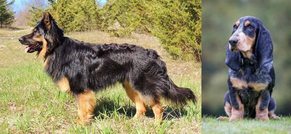 Petit Bleu de Gascogne vs Bohemian Shepherd - Breed Comparison
