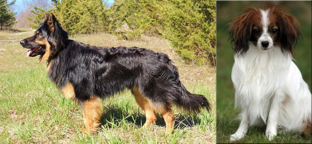 Phalene vs Bohemian Shepherd - Breed Comparison