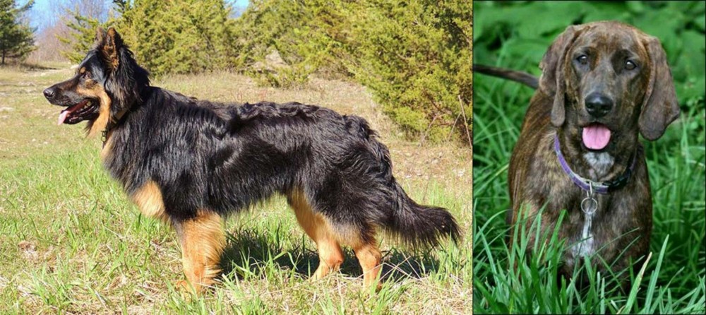 Plott Hound vs Bohemian Shepherd - Breed Comparison