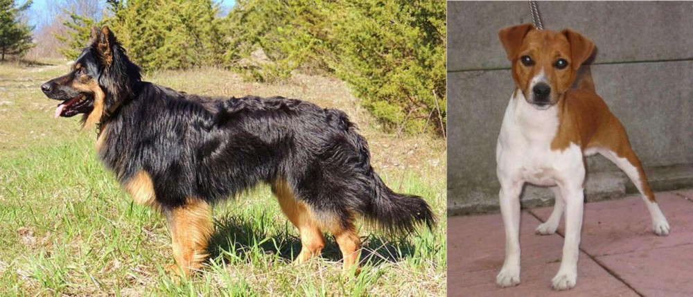 Plummer Terrier vs Bohemian Shepherd - Breed Comparison
