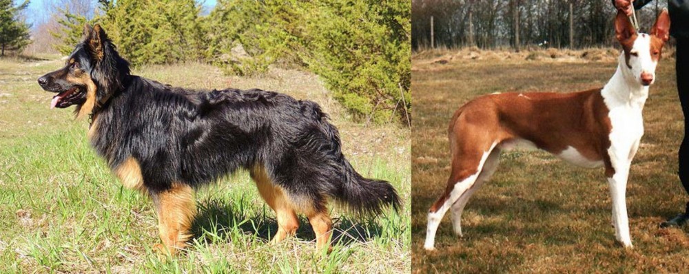 Podenco Canario vs Bohemian Shepherd - Breed Comparison