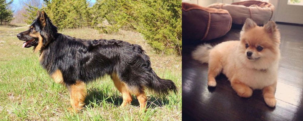 Pomeranian vs Bohemian Shepherd - Breed Comparison