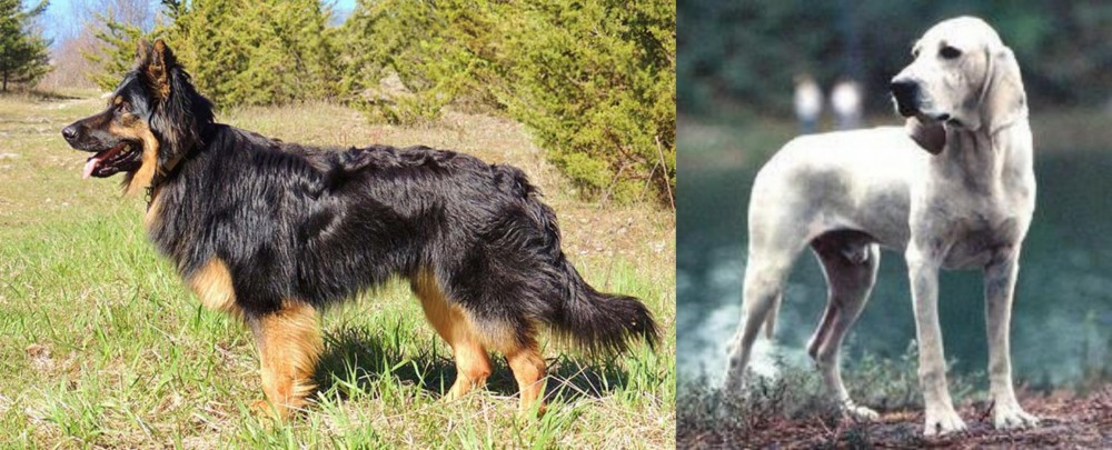 Porcelaine vs Bohemian Shepherd - Breed Comparison