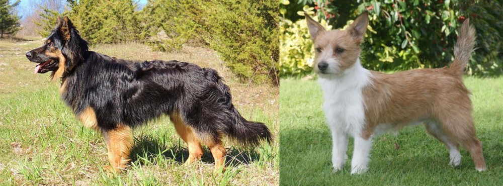 Portuguese Podengo vs Bohemian Shepherd - Breed Comparison