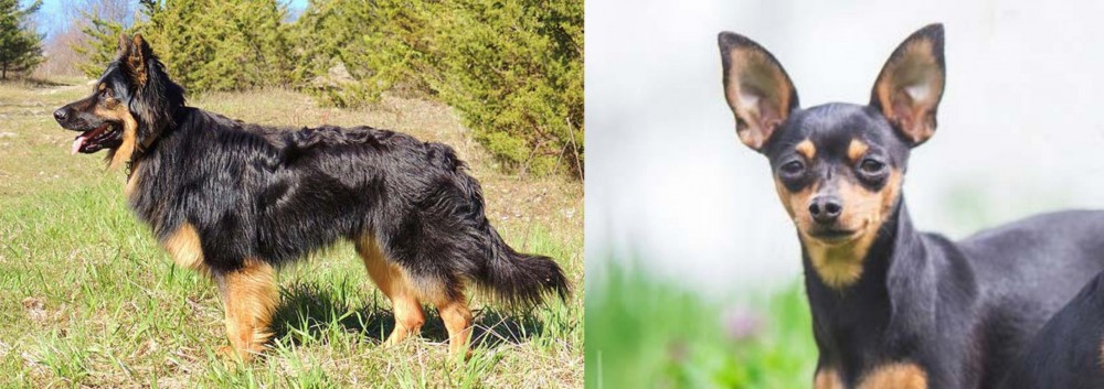 Prazsky Krysarik vs Bohemian Shepherd - Breed Comparison