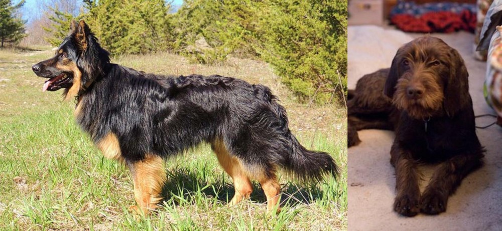 Pudelpointer vs Bohemian Shepherd - Breed Comparison