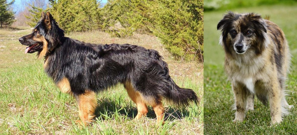 Pyrenean Shepherd vs Bohemian Shepherd - Breed Comparison