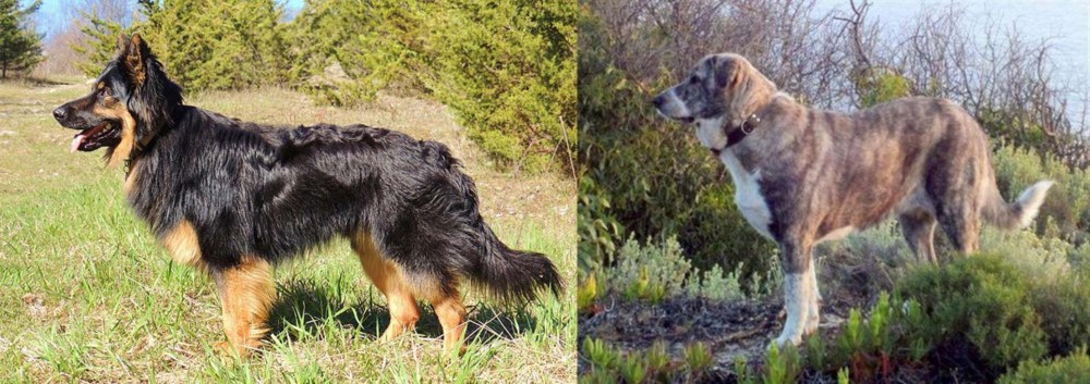 Rafeiro do Alentejo vs Bohemian Shepherd - Breed Comparison