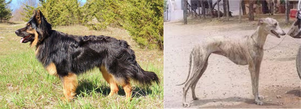 Rampur Greyhound vs Bohemian Shepherd - Breed Comparison