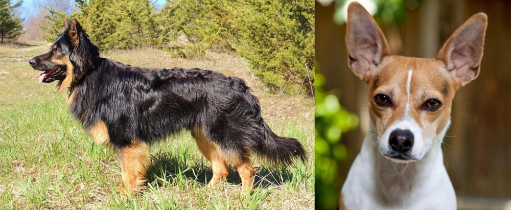 Rat Terrier vs Bohemian Shepherd - Breed Comparison