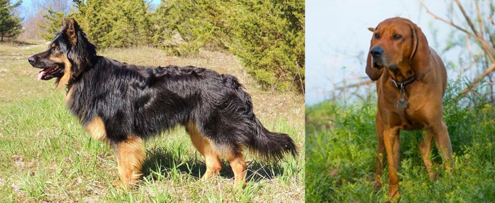 Redbone Coonhound vs Bohemian Shepherd - Breed Comparison