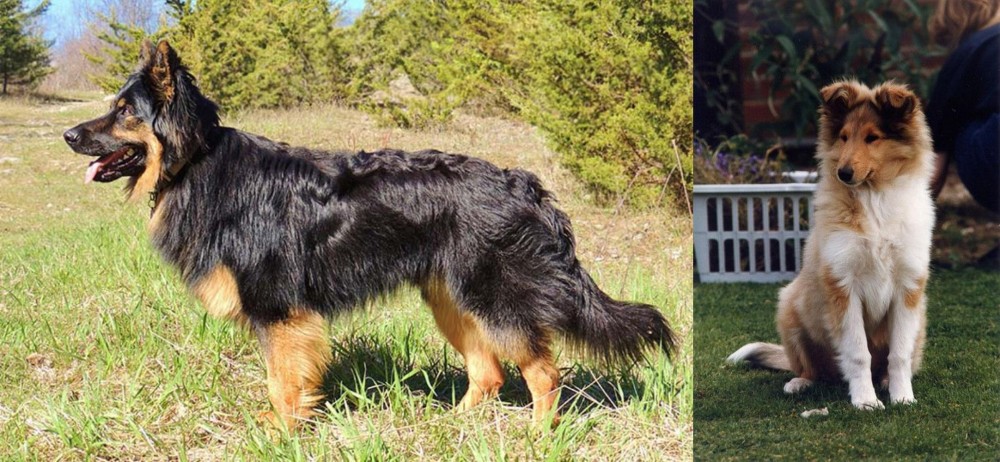 Rough Collie vs Bohemian Shepherd - Breed Comparison