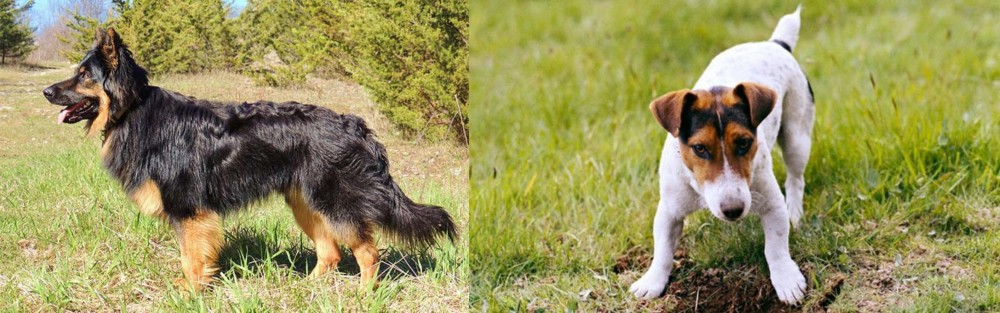 Russell Terrier vs Bohemian Shepherd - Breed Comparison