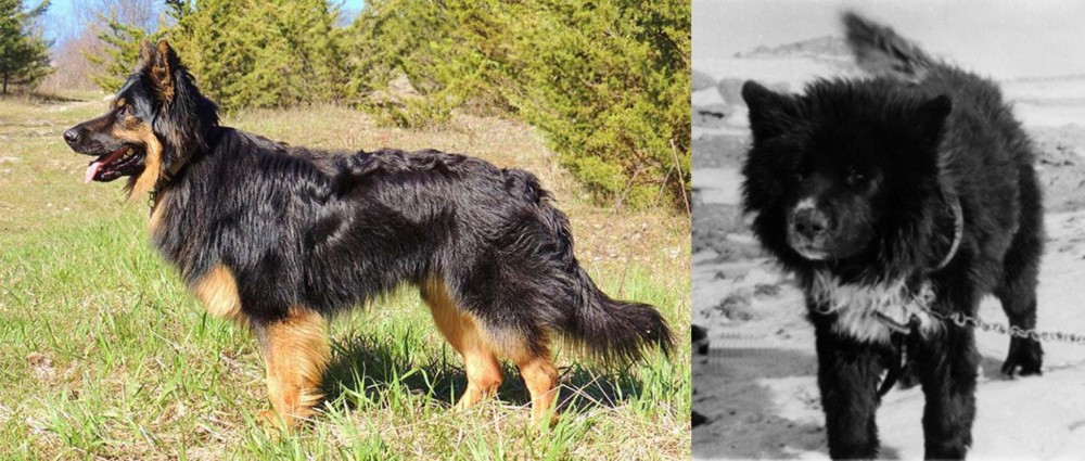 Sakhalin Husky vs Bohemian Shepherd - Breed Comparison