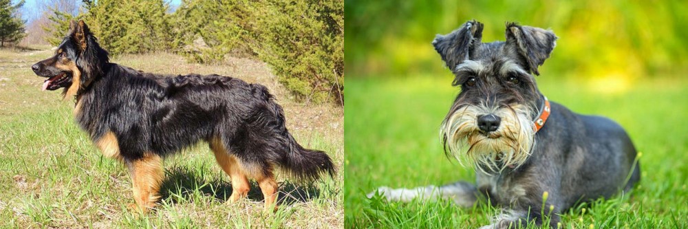 Schnauzer vs Bohemian Shepherd - Breed Comparison