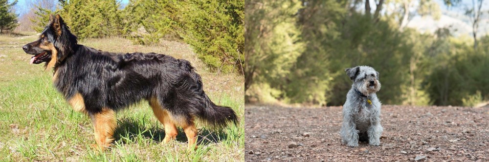 Schnoodle vs Bohemian Shepherd - Breed Comparison