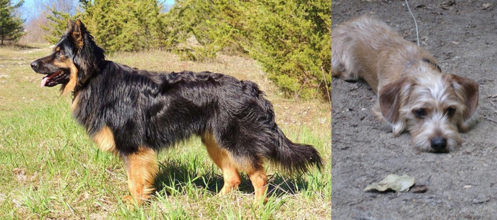 Schweenie vs Bohemian Shepherd - Breed Comparison