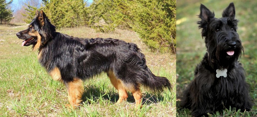 Scoland Terrier vs Bohemian Shepherd - Breed Comparison
