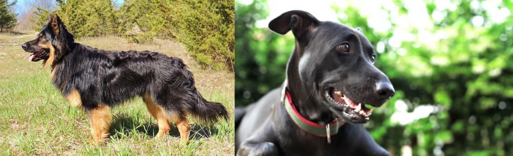 Shepard Labrador vs Bohemian Shepherd - Breed Comparison