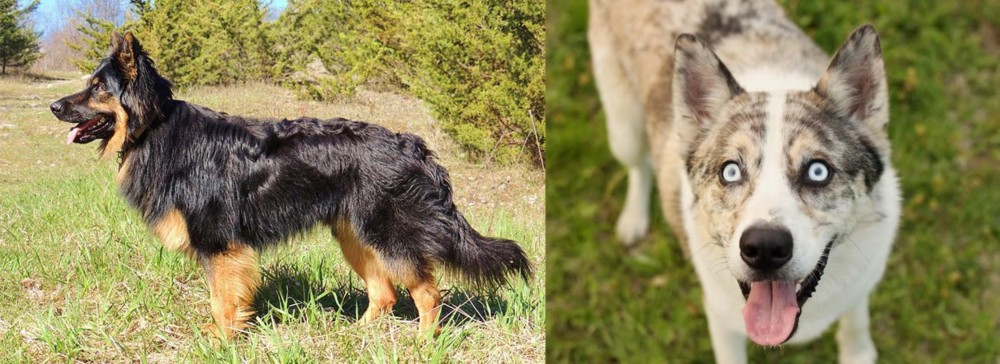 Shepherd Husky vs Bohemian Shepherd - Breed Comparison