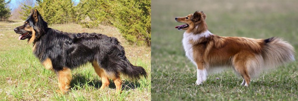 Shetland Sheepdog vs Bohemian Shepherd - Breed Comparison