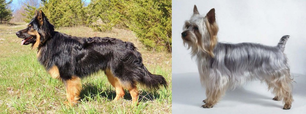Silky Terrier vs Bohemian Shepherd - Breed Comparison