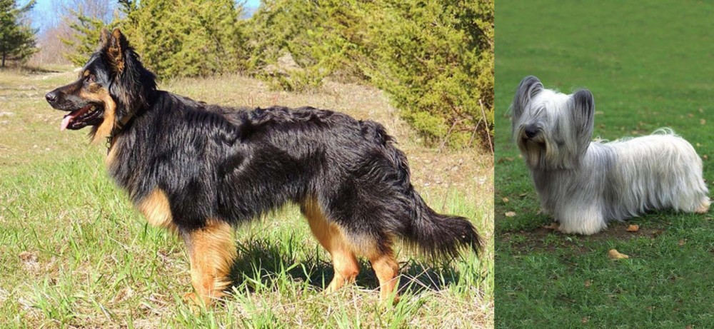 Skye Terrier vs Bohemian Shepherd - Breed Comparison