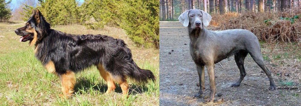 Slovensky Hrubosrsty Stavac vs Bohemian Shepherd - Breed Comparison
