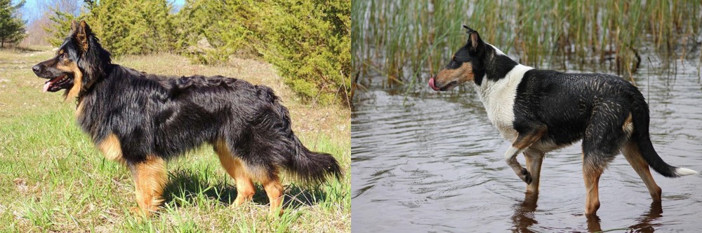 Smooth Collie vs Bohemian Shepherd - Breed Comparison